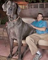 Image result for World's Biggest Dog On Record Zeus