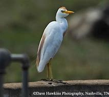 Image result for Bubulcus ibis