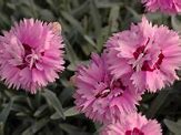 Dianthus Pop Star に対する画像結果