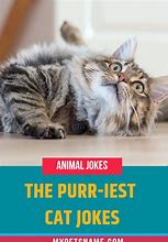 Image result for Funny Cat Jokes