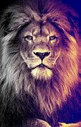 Image result for Cool Lion Screensavers