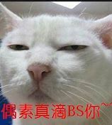 Image result for Seriously Cat Meme