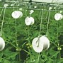 Image result for Greenhouse Spring Clips