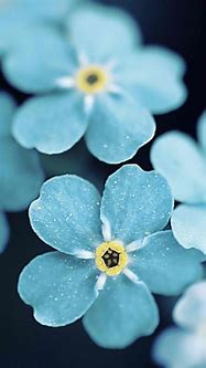 Image result for Blue Flower iPhone Wallpaper