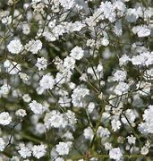 Image result for Gypsophila paniculata Bristol Fairy