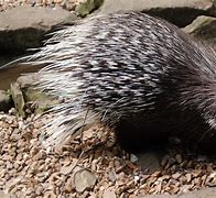 Image result for Porcupine Spikes