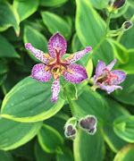 Image result for Tricyrtis Autumn Glow