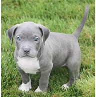 Image result for Blue American Staffy