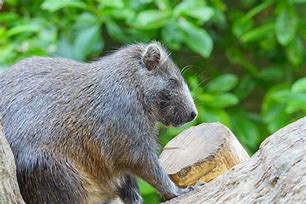 Image result for Cuban Jungle Animals
