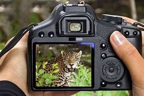 Image result for Best Compact Camera for Wildlife Photography
