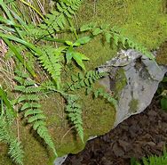 Image result for Woodsia obtusa