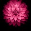 Image result for Red Rose Flower Black Background