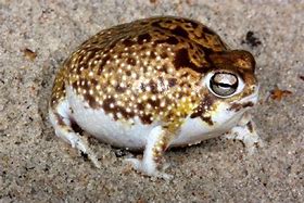 Image result for Desert Rain Frog Fried