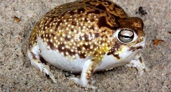 Image result for Adorable Desert Rain Frog