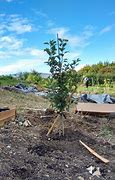 Image result for Show Me a Pruned Apple Tree