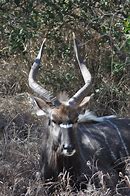 Image result for Nyala Mali Model