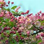 Image result for Crab Apple Tree Drawing