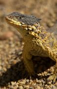 Image result for Lizard King in San Diego