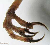 Image result for Scary Black Apehian Claw Feet