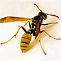 Image result for 2 Liter Bottle Wasp Trap