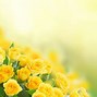 Image result for Yellow Roses On White Background
