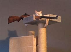Image result for Cat Holding Gun Meme Template