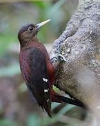 Image result for Sapheopipo Picidae