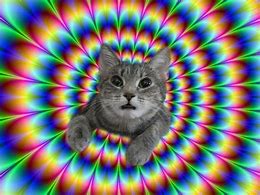 Image result for LSD Cat