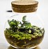 Image result for Terrarium with Water