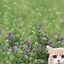Image result for Cat Pictures Form iPhone
