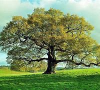 Image result for Oak Tree