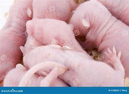 Image result for Pink Baby Mice