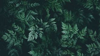 Image result for Aesthetic Green Pattern Computer