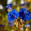 Image result for Blue Wildflowers in California