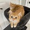 Image result for Happy Ginger Cat