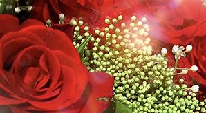 Image result for Light Red Rose Background
