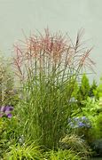 Image result for Miscanthus sin. Roter Pfeil