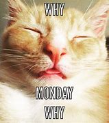 Image result for November Monday Cat Meme