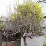 Image result for Multi-Species Grafetd Apple Tree in Bloom