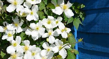 Image result for Clematis Montana Grandiflora
