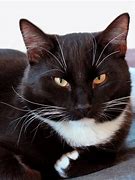 Image result for Cute Tuxedo Cat