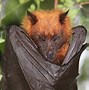 Image result for Golden-crowned Bat