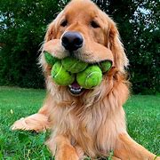 Image result for Golden Retriever with Tennis Balls