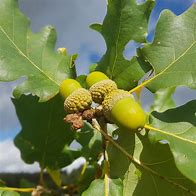 Image result for Quercus petraea