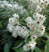 Image result for Anaphalis triplinervis Sommerschnee