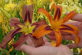 Image result for Hemerocallis Tigereye Spider