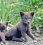 Image result for Arctic Fox Phone