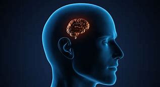 Image result for Humans with Small Brain