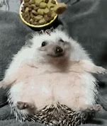 Image result for Hedgehog Eating Banana Meme