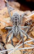 Image result for Garden Wolf Spider